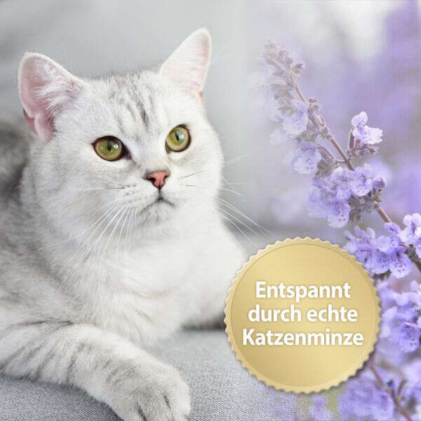 Felisept Home Comfort Beruhigungsspray für Katzen
